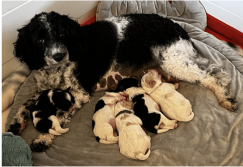 Small Dog Breed Maltipoo Puppy